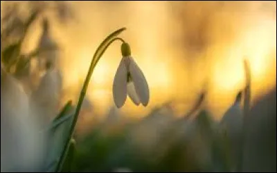 Quelle fleur donne son nom à une fondation créée par Lino Ventura ?