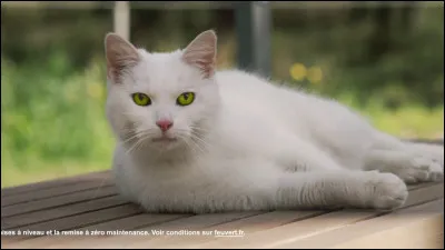 Comment s'appelle le meilleur de tous les chats de Feu Vert ?