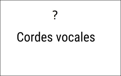 Quel est le nombre de cordes vocales chez l'homme ?