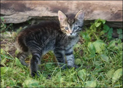 Qui sont les parents d'Étoile du Tigre ?