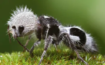 Quiz Animaux