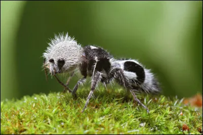 Quel est le nom de cet animal ?