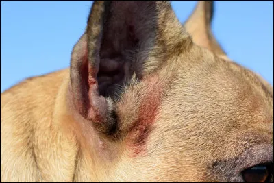 Vrai ou faux : les chiens ont l'ouïe trois fois plus fine que l'humain.