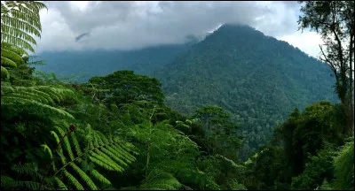 Il vit dans la jungle.