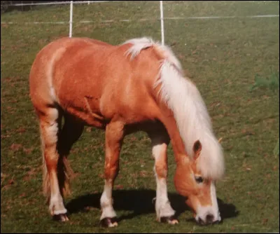 Quand faut-il brosser son cheval ?