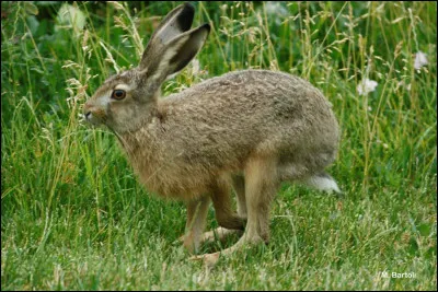 Voici un lapin :