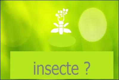 Le moustique est-il un insecte ?