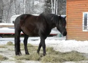 Quiz Les parties du corps du cheval