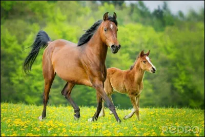 Que met-on dans la bouche du cheval ?