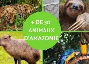 Test Aimes-tu vraiment les animaux ?