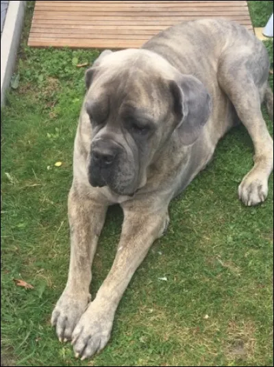 D'où vient le cane corso ?