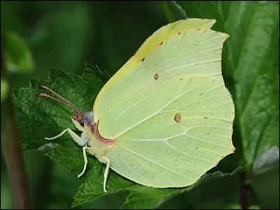 Le citron est le nom d'un lépidoptère.