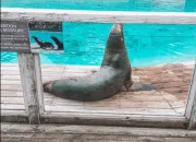 Quiz Les otaries du zoo de la Flche