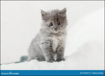 Tout d'abord, quel était le nom de chaton d'Étoile bleue ?