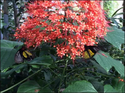 Où fleurit la fleur de Pagode, de son vrai nom Clerodendrum paniculatum ?