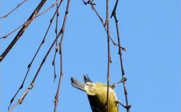 Quiz Oiseaux