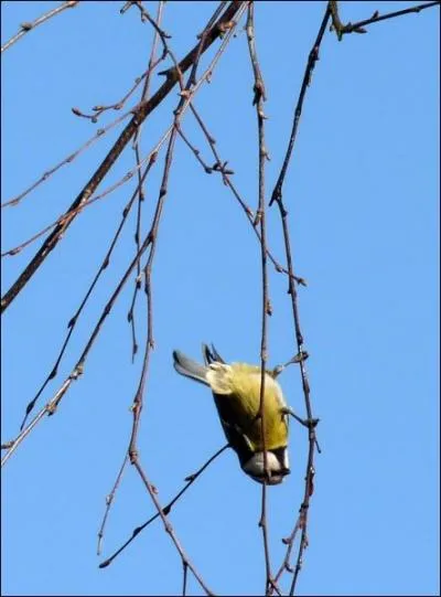 Lequel de ces oiseaux peut manger la tte en bas ?