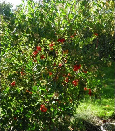 Quel est l'arbre appelé "arbre à fraises" ?