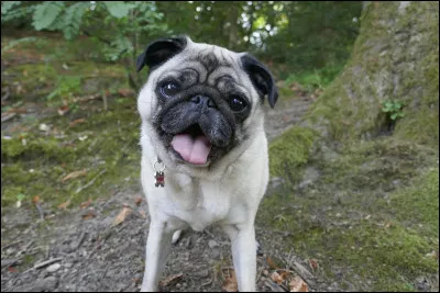 Quelle est cette race de chien ?