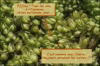 "A" comme... "Amphigastre" > Déjà, quand il y a le composé "-gas" là-dedans, ça sent mauvais. Que signifie précisément ce vocable ?