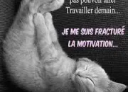 Quiz Les chats