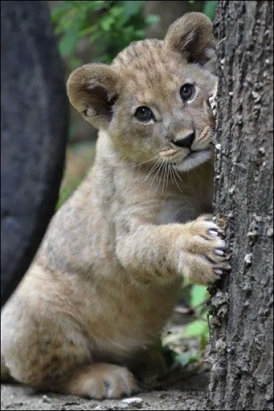 Quel est ton animal préféré ?