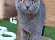 Quiz Le chat ''Chartreux''