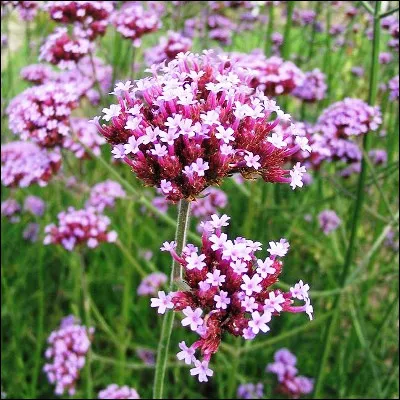 Quelle fleur, qui peut être officinale ou odorante, était appelée "herbe à Vénus" en raison de sa capacité présumée à attirer lamour ?