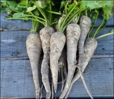 Quel est le nom de cet ancien légume ?