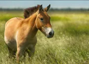 Test Quelle race de cheval es-tu ?