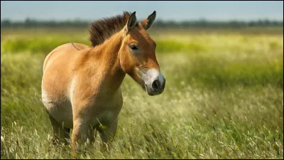 Quelle est ta robe de cheval ou de poney préférée ?