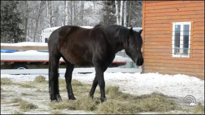 Quelle est la robe d'un cheval entièrement marron ?