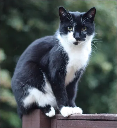 Quel était le meilleur ami de Nuage de Feu lorsqu'il était chat domestique ?