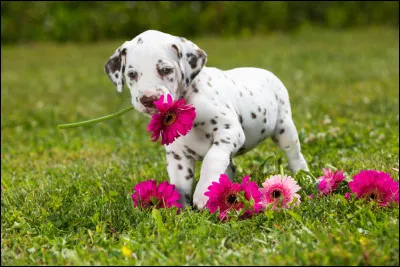 Comme son nom l'indique, le dalmatien est originaire de Dalmatie. Dans quel pays est située cette région ?