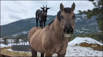 Pour commencer, quel animal est un ongulé ?