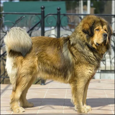 Pour commencer, quelle est la race de ce magnifique chien ?