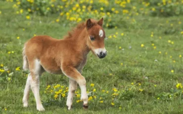 Quiz Chevaux