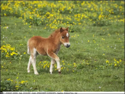 Comment appelle-t-on le bébé du cheval et de la jument ?