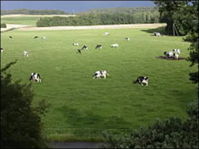 Comment s'appelle l'affleurement temporaire deau dans une prairie ?