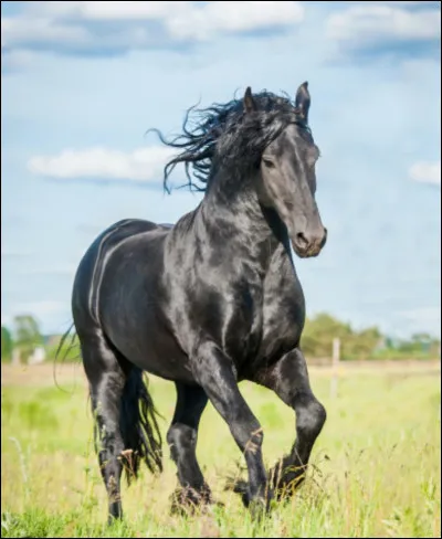 Quelle est la race de ce cheval ?