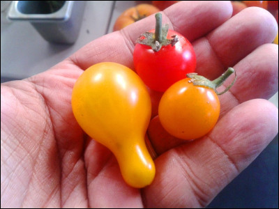 Quel fruit donne son nom à cette variété de petites tomates ?