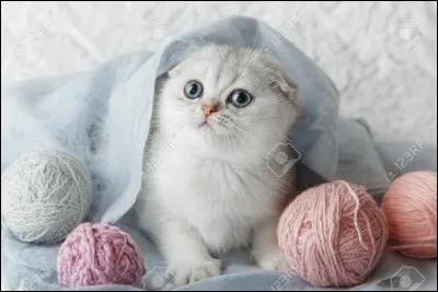 Tu es un chaton plein d'énergie, tu te nommes Petite Pierre.
Quelle est ton activité préférée en temps que chaton ?