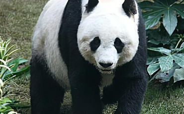 Quiz Panda