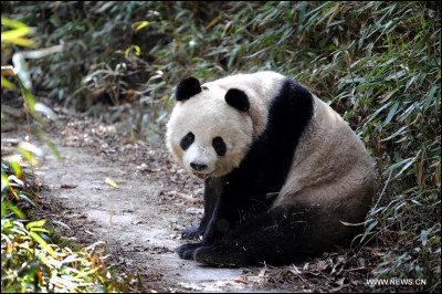 Dans quel pays vivent les pandas à l'état sauvage ?