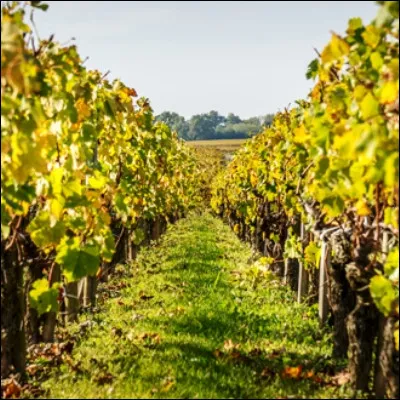 Quelle ornementation de maison, qui contribue au confort thermique, utilise dans sa version traditionnelle de la vigne ou du lierre ?