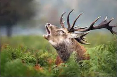 Que faut-il ajouter à "bra" pour obtenir le nom du cri que pousse le cerf pour attirer l'attention des femelles pendant la saison des amours ?