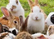 Quiz Quiz sur les lapins