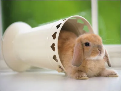 Le lapin a besoin qu'on le lave de temps en temps car il a besoin de notre attention et qu'il aime la sensation de l'eau.