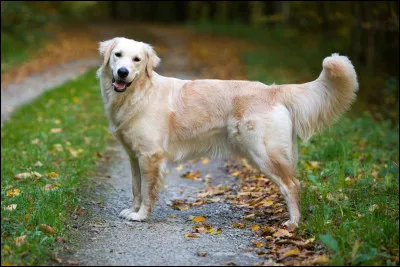 Quel est ce chien ?