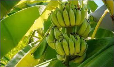 Les bananes poussent sur des arbres.